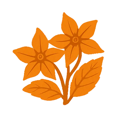Flores de Borago
