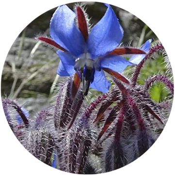 Flores de Borago