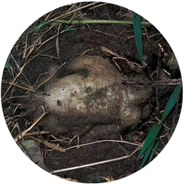 Raiz de kudzu